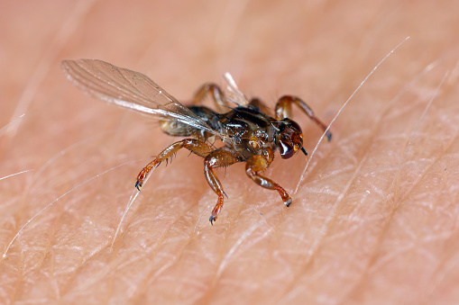Extreme close-up of mosquito (Culex)