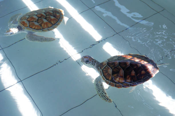 green sea turtle (chelonia mydas) stock photo