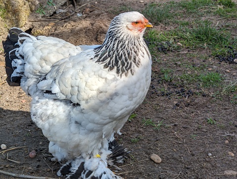 A healthy Free range chicken on an organic farm in France