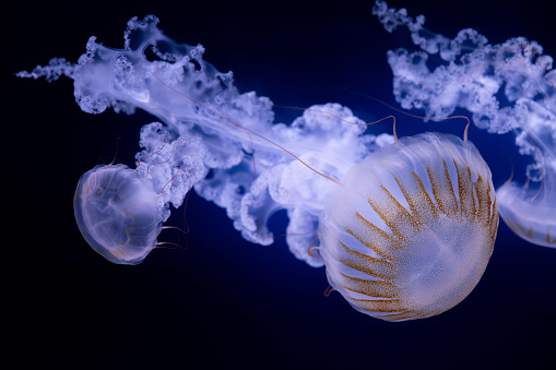 Beautiful jellyfish (carybdea brevipedalia) floating in the deep dark water