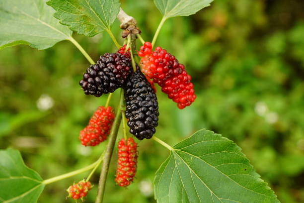 istock Close-up of Mulberries on tree 2022458237