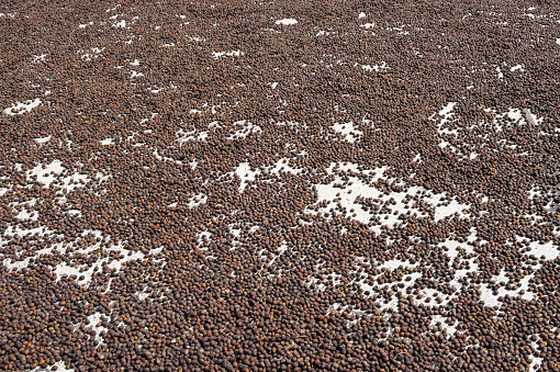 Coffee beans laid out on a concrete yard drying in the sun
