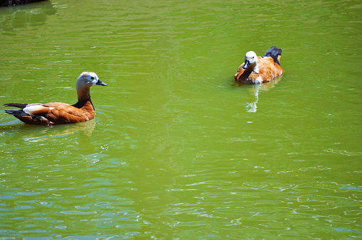 two ducks in the water lake