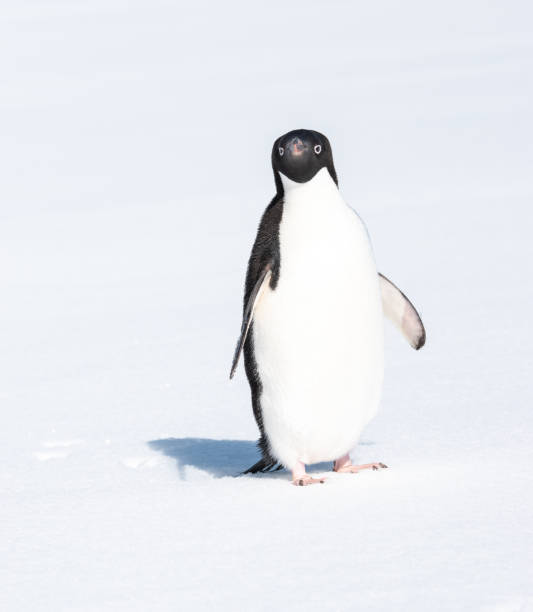 istock Isolated Adelie penguin standing on snow background in Antarctica. 2022468830