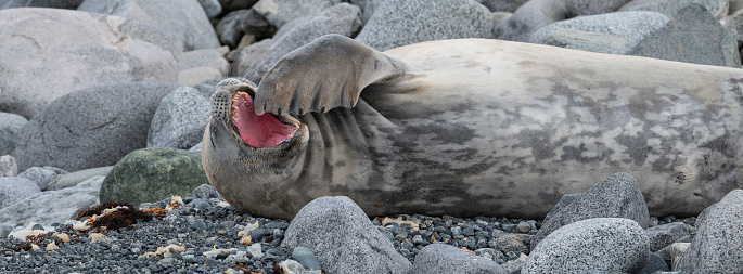 Close-up of adorable Weddell Seal lying down on the back, with flipper gesture at open mouth. Funny animal wildlife photo of expedition on Half Moon Island in Antarctica.