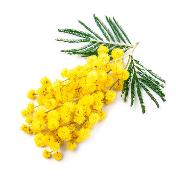 istock Mimosa flower on white backgrounds. Spring flower isolated on white 2022474718