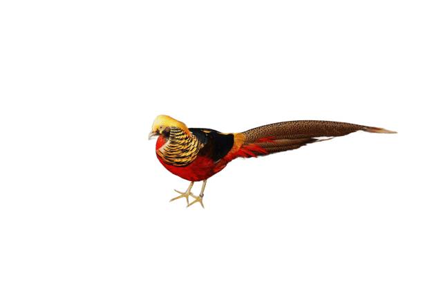 istock Isolated Golden Pheasant: Radiant Plumage 2022481661