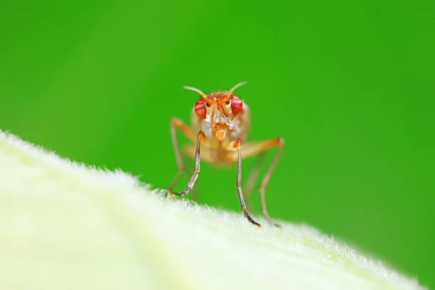 A close-up of a small fly on a pale green leaf, captured in bright natural light. Crisp detail highlights the insect’s tiny form against a softly blurred background.