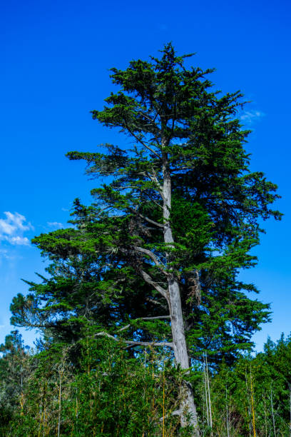 istock Large green tree against the clear blue sky on a sunny day 2022482767