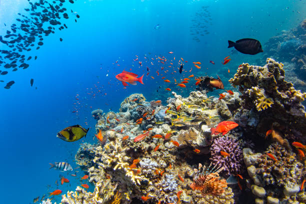 istock Coral Reef in Deep Sea With Sunrays 2022490274