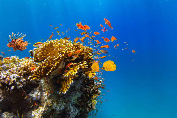 Coral Reef in Deep Sea With Sunrays. Underwater Sea Life.