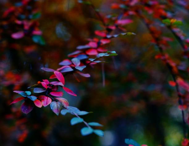istock Branch with red autumn leaves 2022491865