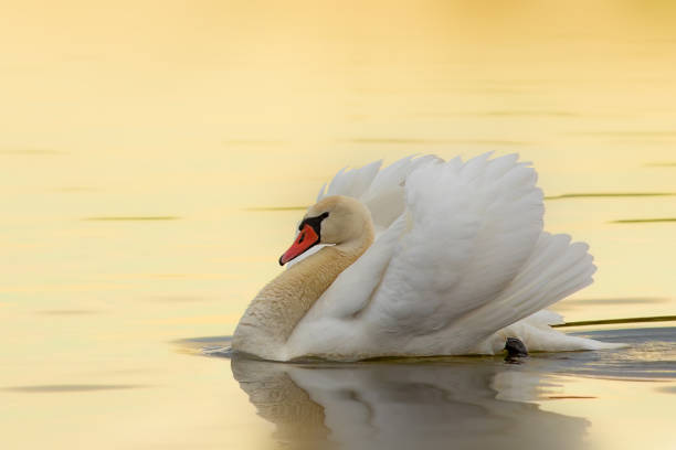istock mute swan in beautiful sunrise orange light 2022499683