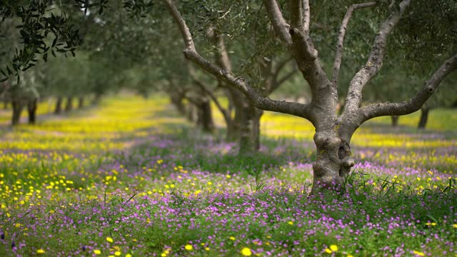 Springtime field with flowers in the orchard