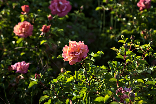 Orange and pink roses in bloom at sunset