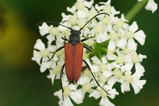 Colorful natural closeup on the brilliant red Anastrangalia reyi, longhorn beetle on a white flower in the field
