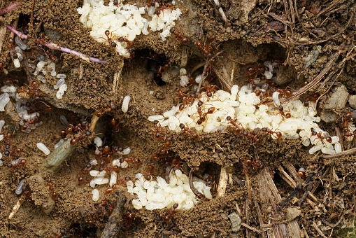 Detailed closeup on a nest of ants, Formicidae, moving their uncovered white colored eggs