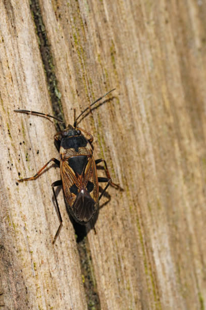 istock Closeup on an overwintering dirt-colored seed bug, Rhyparochromus vulgaris sitting on a pole 2022530374