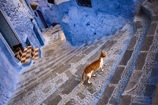 Blue city with cat on stairs in Chefchaouen, Morocco, North Africa.
