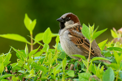 Specimen of house sparrow Passer domesticus watching perched on a scrub