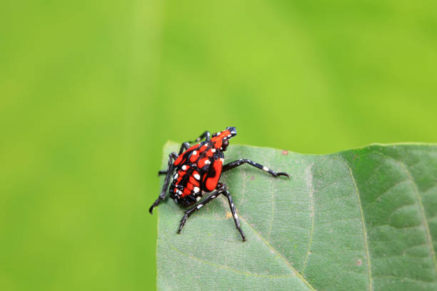 Hemiptera wax Cicadellidae insects on wild plants, North China