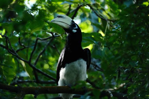 istock Oriental Pied Hornbill 2022548938