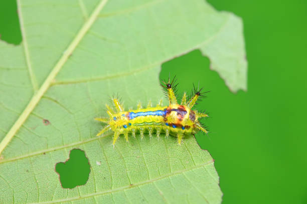 istock Lepidoptera larvae in the wild, North China 2022554244