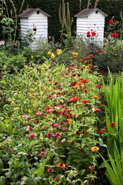 istock Wooden beehives in a garden 2022559189