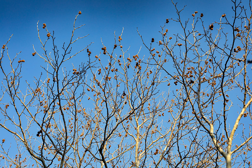 Branch of a maple tree with seed pods against the blue sky in winter.