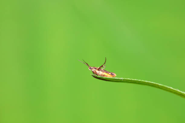 Lepidoptera insects in the wild, North China