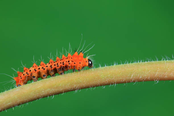 istock Lepidoptera larvae in the wild, North China 2022563474