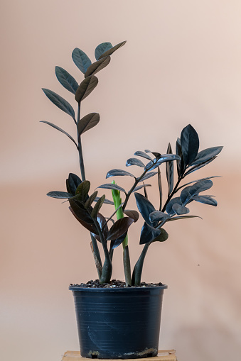 Close up of green leaves on a blurred background, Zamioculcas Zamiifolia Black, potted house plant with black leaves background with copy space.