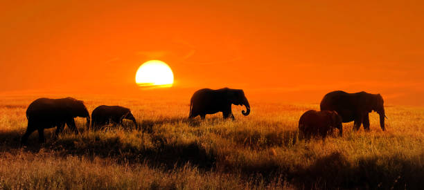Free Stock Photo of Herd of elephants by water at sunset | Download ...