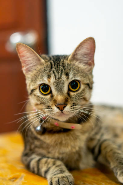 istock Cat kitty pet cute animal 2022585824