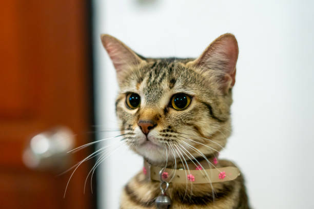 istock Cat kitty pet cute animal 2022585827
