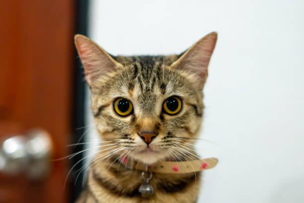 istock Cat kitty pet cute animal 2022585829