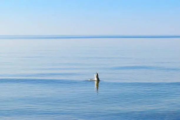 A white seagull peacefully floating on the serene waters of the Baltic Sea in Mrzeyno, West Pomeranian Voivodeship. The bird contrasts beautifully with the blue sea.