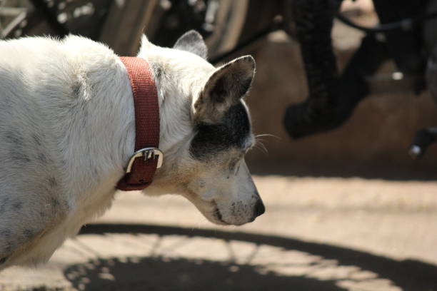 Mixed-breed female dog is training with leash at backyard.