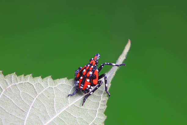 Hemiptera wax Cicadellidae insects on wild plants, North China
