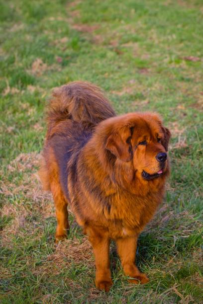 istock Tibetan Mastiff, red-colored, on a meadow with partially dried grass, attentively observing the surroundings. 2022596607