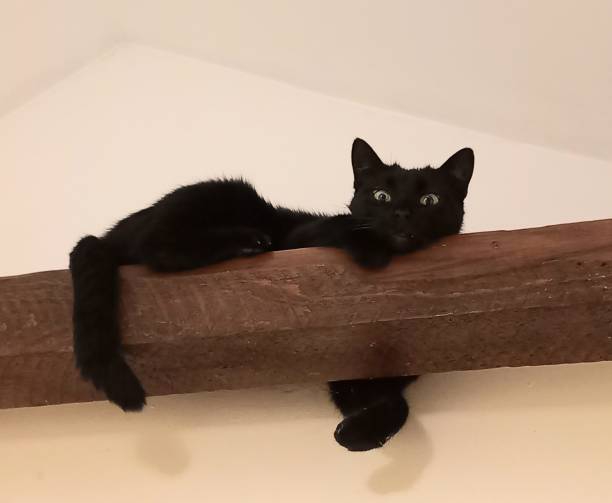 A black cat lying on a timber in the attic.