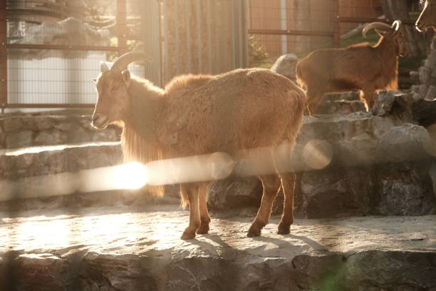 Goat in the zoo