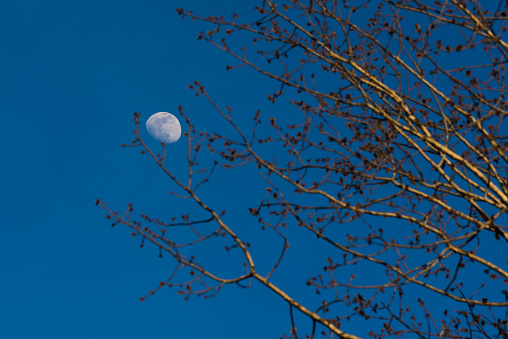 Photo from the moon with tree branches