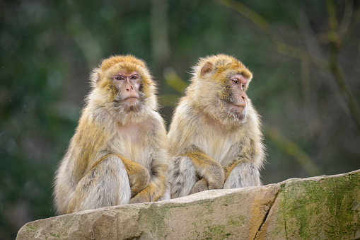 Two Barbary apes sitting in a zoo in Vienna (Austria), cloudy day in winter