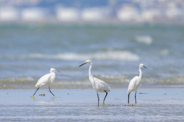 Sea birds in Pismo Beach, San Luis Obispo late afternoon