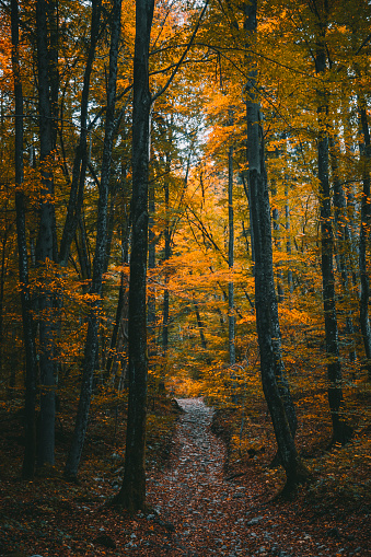 Nature background of dreamy, fairy tale and beautiful jungle fall forest pedestrian footpath alleyway place for walking in tunnel of old beech forest during the rain, the ground covered with wild garlic on an autumn day.