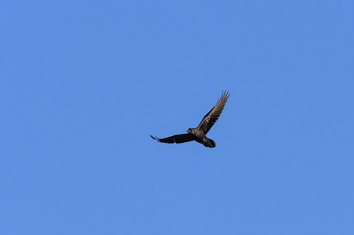 A northern raven in flight on a sunny day in summer, blue sky