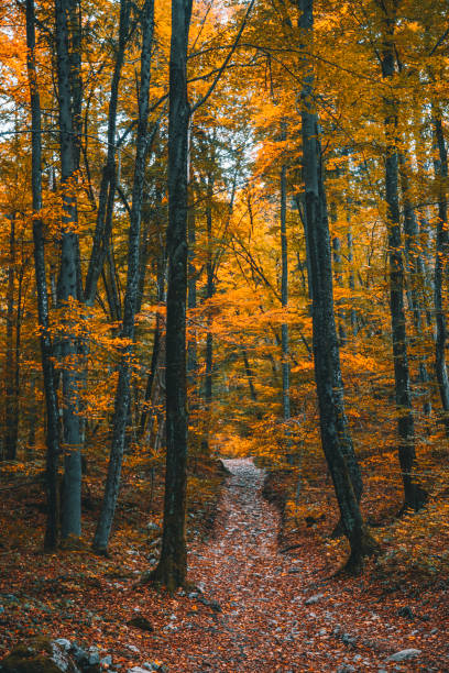 istock Magical autumn forest path and tree tunnel in Bled, Slovenia 2022625264
