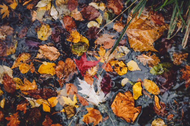 Dry autumn orange leaves on water in rainy autumn day.
