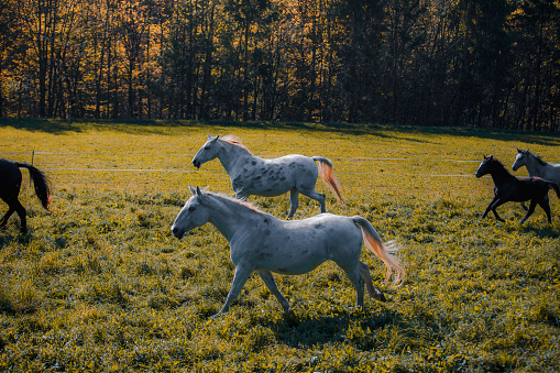 A herd of beautiful white and gray color Lipizza and Arab horses galloping freely across a green field on sunny autumn day